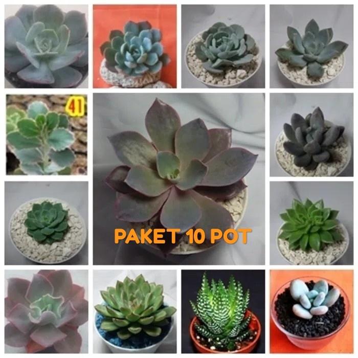 PAKET TANAMAN KAKTUS SUKULEN 10 POT