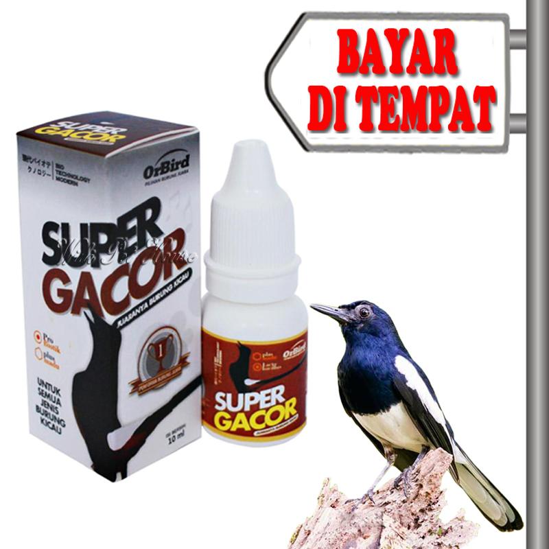 SUPER GACOR VITAMIN BURUNG KICAU MURAI KACER IJO GANTANGAN Meningkatkan Stamina Burung Membantu Burung Flu - Lazada - Lazada Indonesia