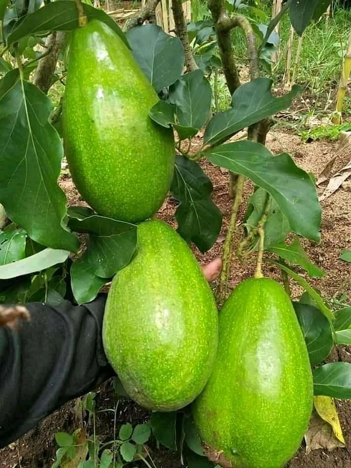 	 Bibit Alpukat mentega jumbo Okulasi Siap Berbuah	
