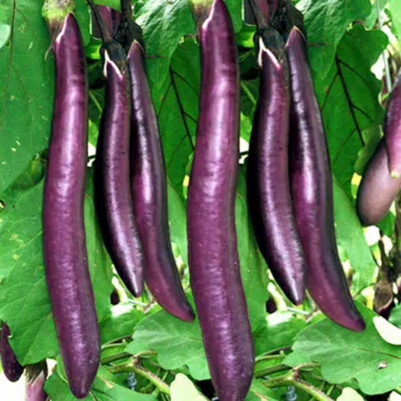 	 TERONG UNGU PANJANG 25 biji bibit seed seeds Benih Terong Ungu Panjang F1 Tangguh Unggul Berkualitas - Benih Bibit Sayuran Seribuan TOKO999	