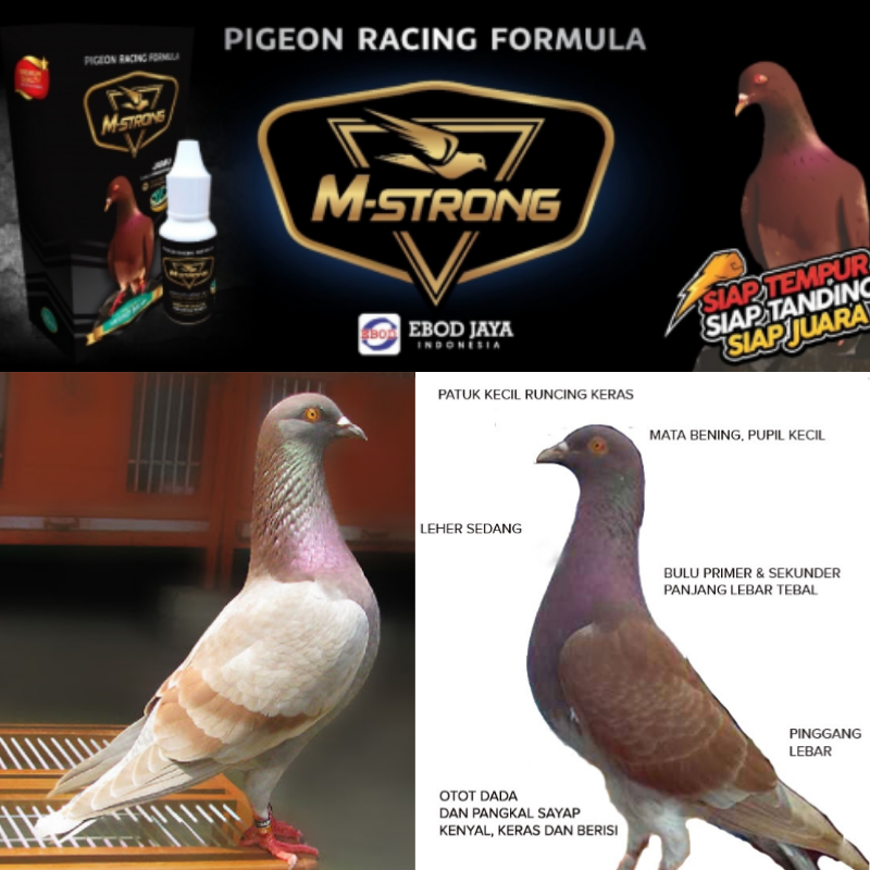 Jual Obat Suplemen Kuat Burung Merpati Kolong Balap Raja Kolong 10 Pil Kota Semarang Multi Prima Veterindo Tokopedia