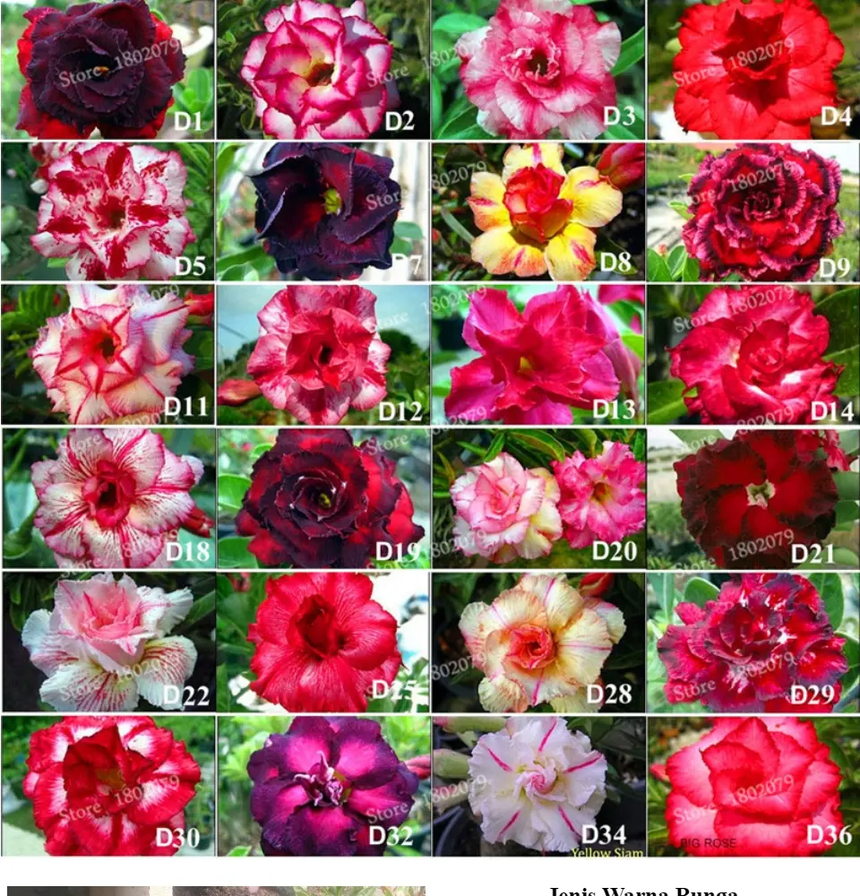 Featured image of post Gambar Ragam Hias Bunga Kamboja Gambar ragam hias bunga tulip download now 39 gambar sketsa bunga i