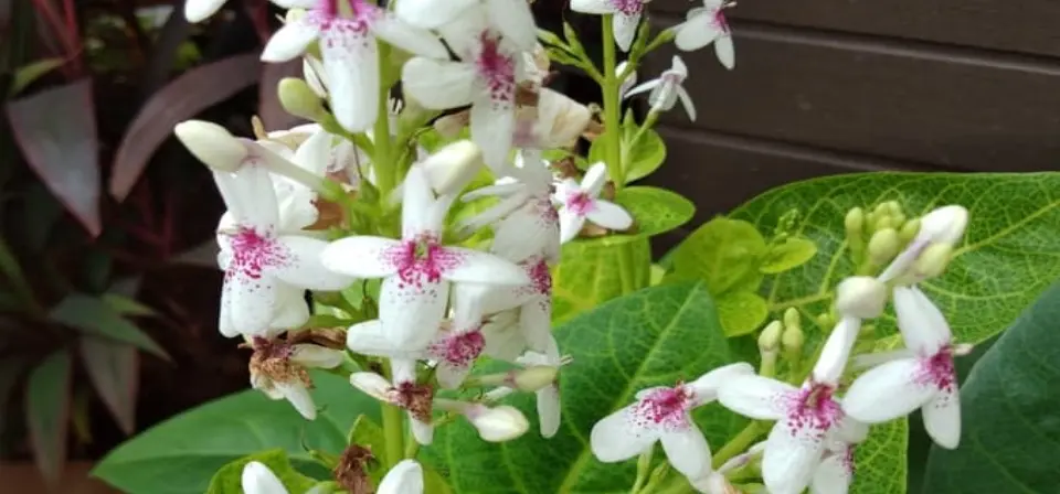 Jual Tanaman Hias Bunga Melati Jepang Pohon Melati Jepang Bunga Putih Lazada Indonesia
