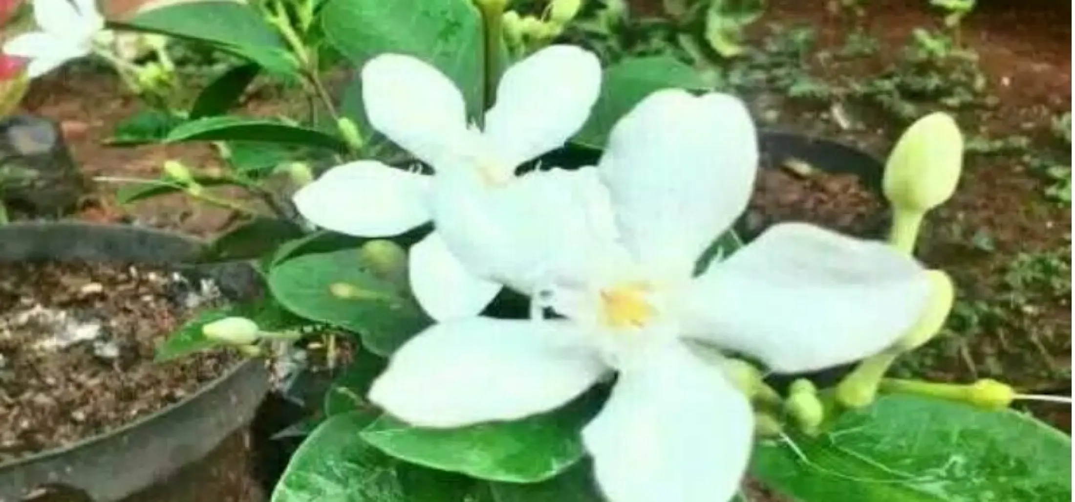 Melati Jasmin Jual Bibit Bunga Melati Jasmine Tanaman Hias Melati Bunga Melati Lazada Indonesia