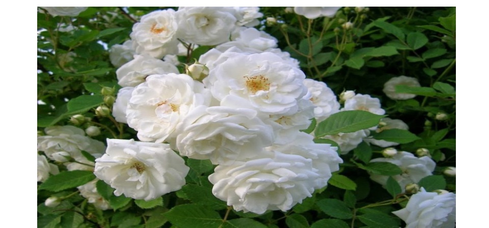 Parfum Melati Keraton Minyak Melati Keraton Asli Non Alkohol Super Premium Quality Lazada Indonesia