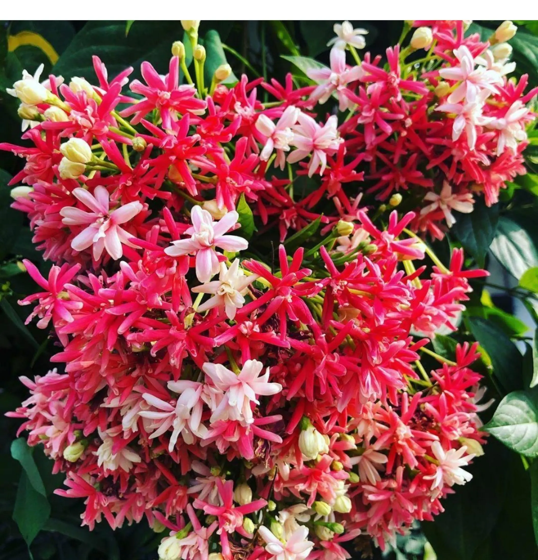 Bibit Tanaman Melati Belanda Melati Belanda Melati Rambat Lazada Indonesia