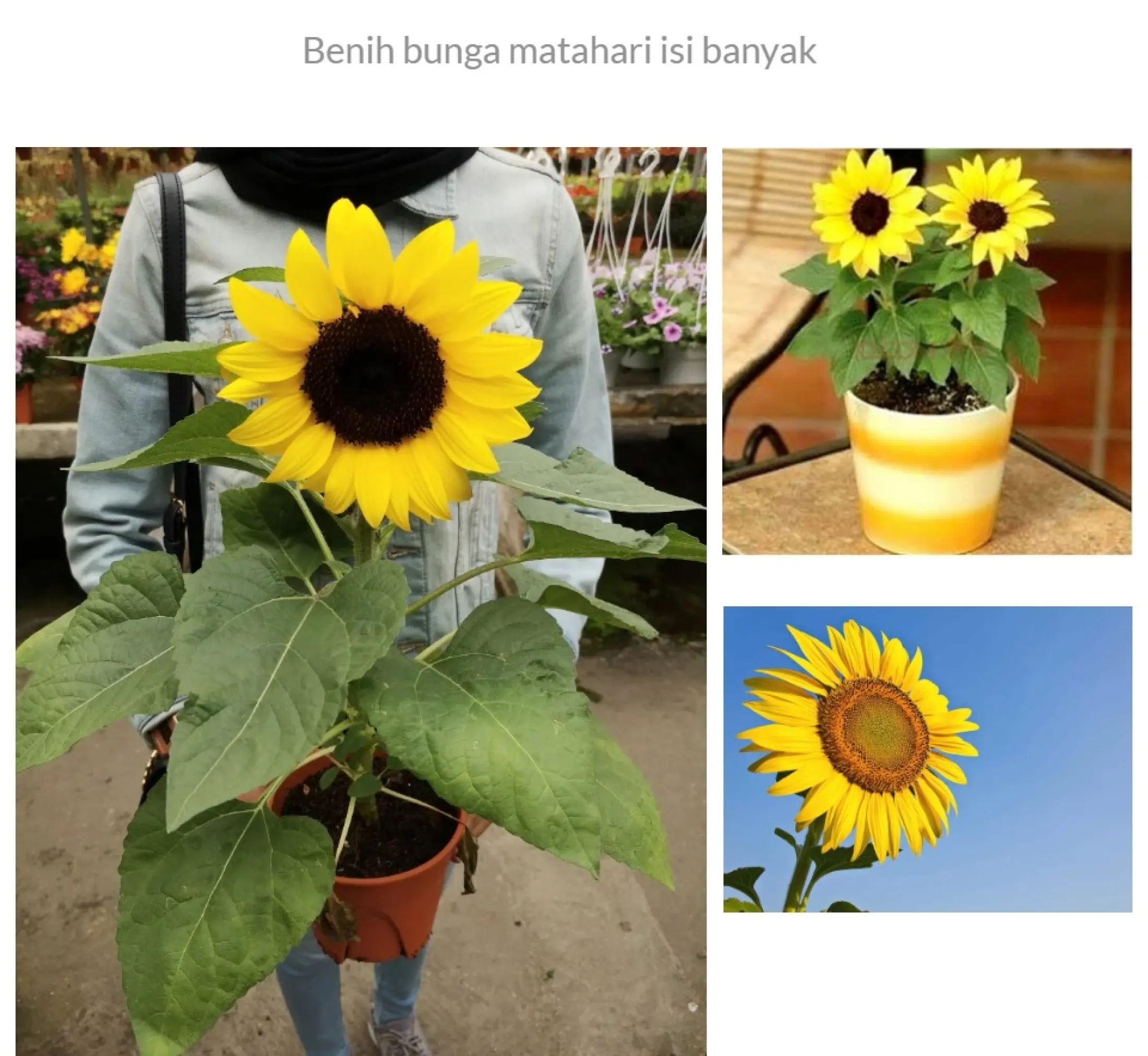Benih Bunga Matahari Terlaris Lazada Indonesia