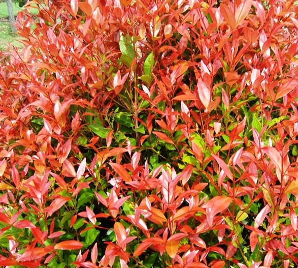 Hasil gambar untuk 8. Pucuk Merah (Syzgium Oleana)