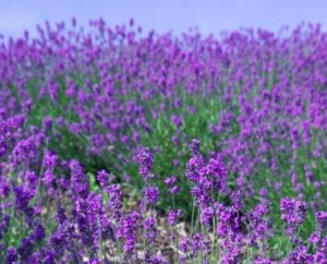 Download Foto Bunga  Lavender 